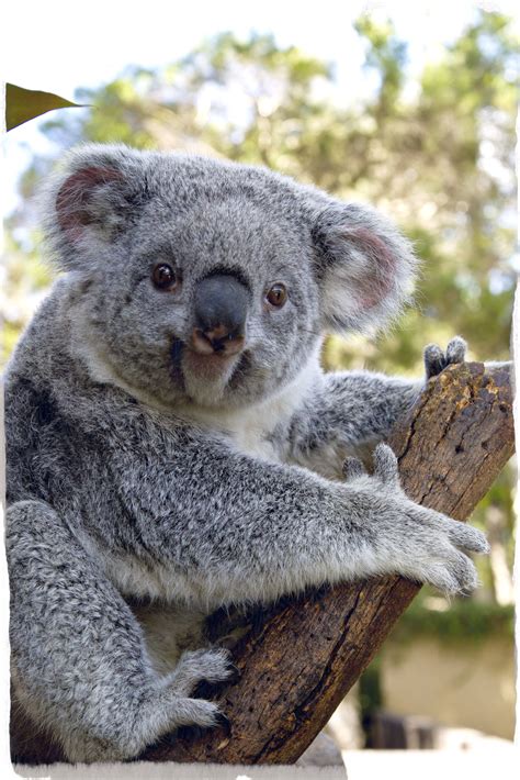 Feed Koalas In Their Natural Habitat Cute Animals Koala Bear Koala