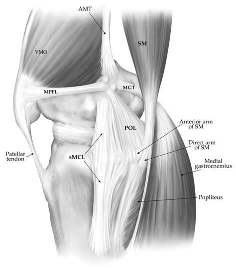 Patellofemoral Joint Knee And Sports Orthobullets