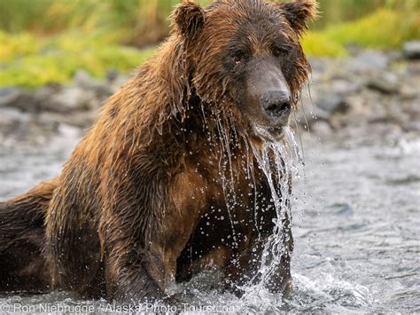 Alaska Bear Photo Tour Brown Bear Photography Tours