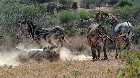 However, their habitat is shrinking, and they're already extinct in two of the countries to which they're native (lesotho and burundi). Mpala Live! Field Guide: Grevy's Zebra | MpalaLive