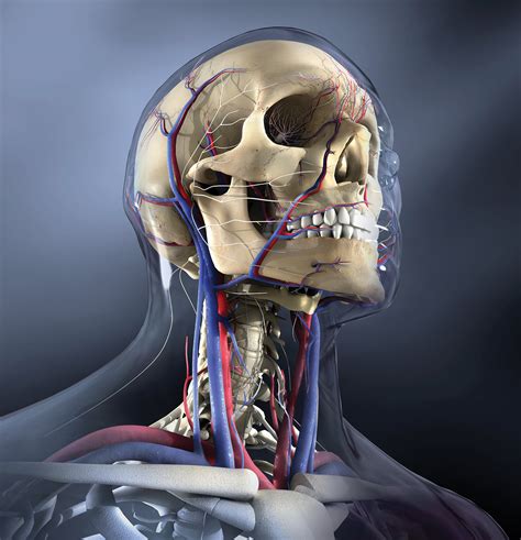 Head And Neck Anatomy