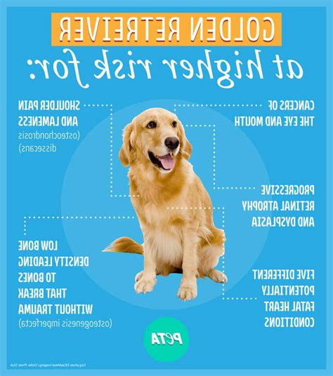 What Are The Signs Of Cancer In A Golden Retriever