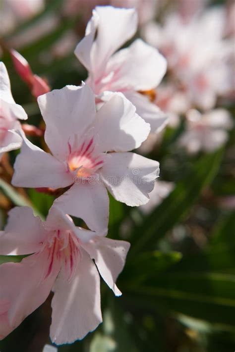Pink Nerium Oleander Flower And Buds Flowering Stock Image Image Of