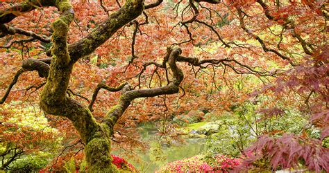10 Facts Every Japanese Maple Lover Needs To Know