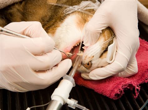 Surgery And Dentistry Veterinarian In Olathe Ks Holistic Vet