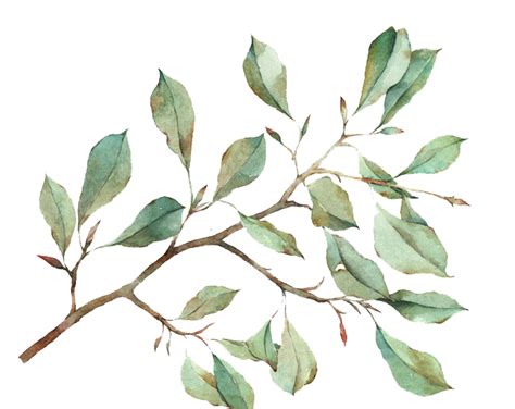 Transparent Watercolor Leaves Png Png Image Collection