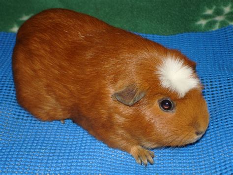 Crested Guinea Pig Facts Types Personality Care Pictures
