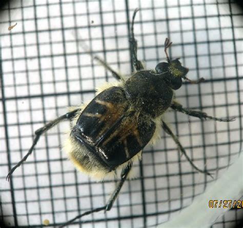 Bumblebee Mimic Scarab Beetle The Backyard Arthropod Project