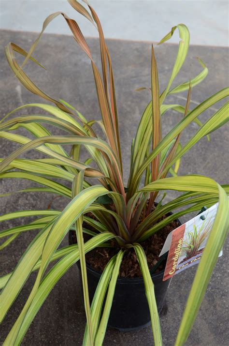 Cordyline Australis Can Can Vivai Nord