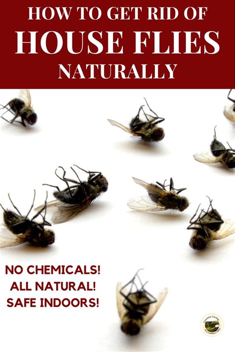 How To Get Rid Of House Flies Naturally No Chemicals All Natural Safe