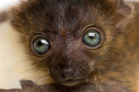 Seattles Woodland Park Zoo Celebrates Birth Of Red Ruffed Lemur Triplets