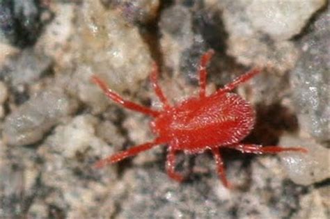 How do you get rid of little red spiders in your garden? Wild Woman of Nevada: Please Don't Bite Us, We Just Want ...