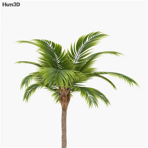 Palm Tree 3d Model Plants On Hum3d
