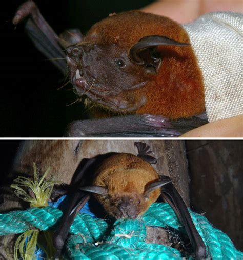 30 Photos Of Weird Looking Bats Barnorama