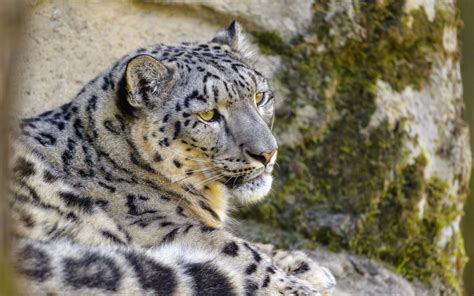 Leopardo De Las Nieves Fondo De Pantalla 4k Hd Id9038