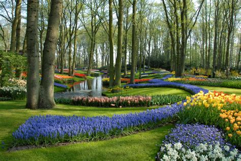 Die blütezeit von tulpen variiert. Schon jetzt vom Frühling träumen: CroisiEurope weiß, wann ...