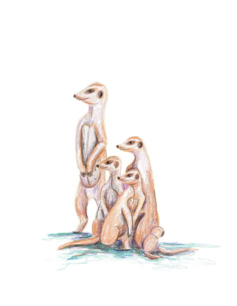 Meerkats Fine Art Print Of A Colored Pencil Drawing By Kat Etsy Ireland