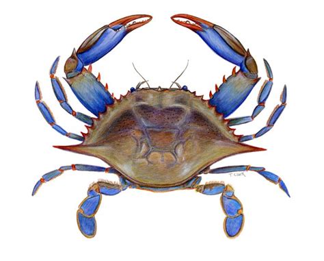 Самые новые твиты от blue_crab_tattoo (@bluecrabtattoo): Square crab clipart - Clipground