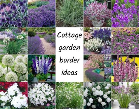 Cottage Garden Border Ideas In 2020 Cottage Garden Borders Garden Borders Cottage Garden