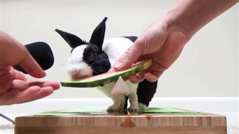 Qué Comen Los Conejos Cómo Alimentar Bien A Este Animal