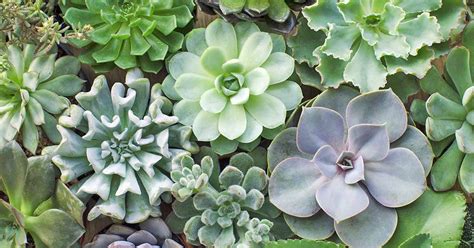 In fact, there are many types of cactus that are very well suited for decorative purposes. 11 Best Easy-Care Exotic Succulents to Grow at Home ...