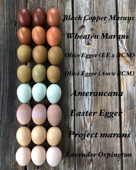 33 Best Chicken Egg Colors Images In 2020 Chicken Eggs Chickens