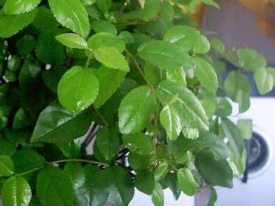 Black olive tree species are among the most highly evaluated among bonsai connoisseurs. Common tree species used for Bonsai - Bonsai Empire