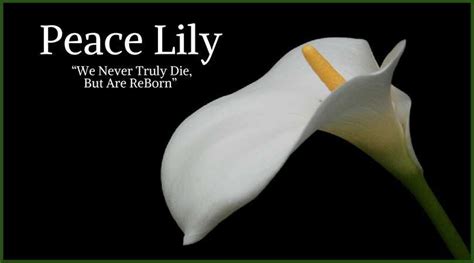 Roses are one of the most popular flowers to give as a sign of love, but they're also lovely to photograph. 10+ Best Funeral Flowers | Peace lily flower, Funeral ...