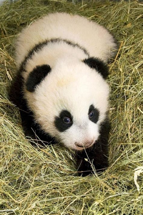 Photo Bébé Panda Photos — Chine Informations