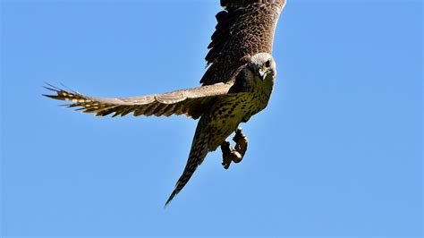 Desktop Wallpaper Falcon Raptor Predator Wing Fly Bird Hd Image