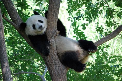 Giant Panda Meng Meng At Beijing Zoo Panda Love Panda Bear Types Of