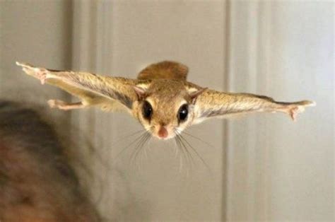 Divertidas Fotos De Animales Haciendo Expresiones Graciosas Flying