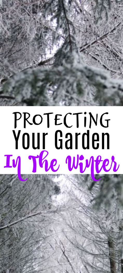Protecting Your Garden In The Winter Gardening For Dummies Gardening