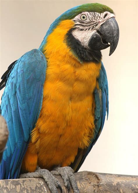 Blue and gold macaw, blue and yellow macaw. Blue and Gold Macaw | Description: The Blue and Gold Macaw ...