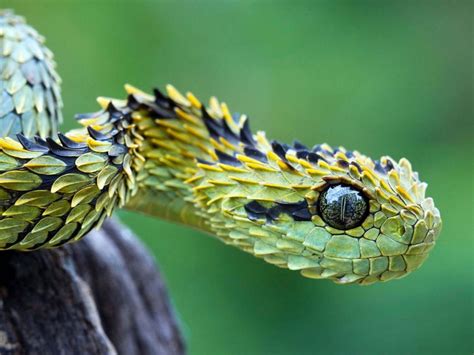 Green Pit Viper Snake In Blur Green Background 4k Animals Hd Desktop