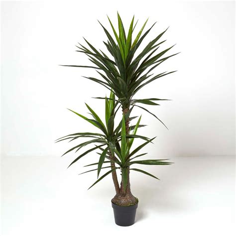 Yucca Tree In Pot 150 Cm Tall