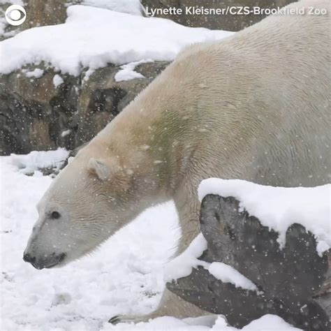 Polar Bears Play In Snow At Zoo In Illinois Illinois Snow Zoo