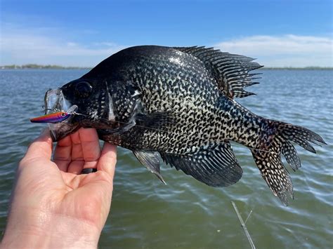 A Complete Guide To Crappie Fishing In Texas Strike And Catch