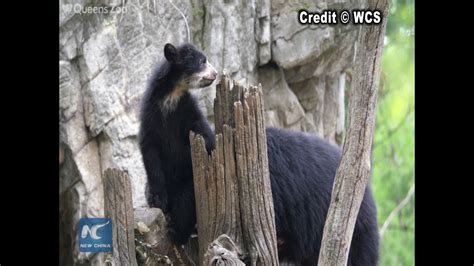 Andean Bear Cub Debuts At Queens Zoo Youtube