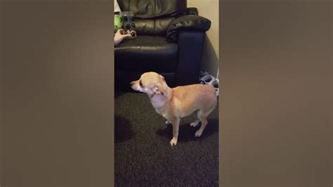 Chihuahua Luxating Patella Youtube