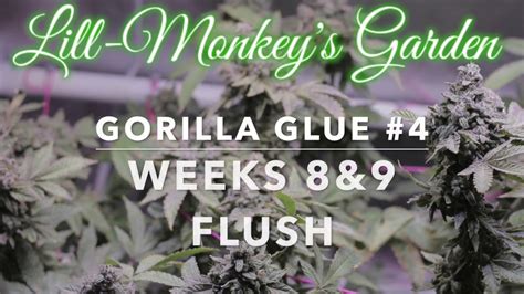Gorilla Glue 4 Grow Weeks 8and9 Of Flower The Flush Youtube