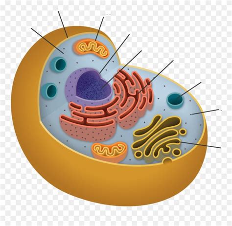 17 Animal Cell Clip Art References Hnsmba