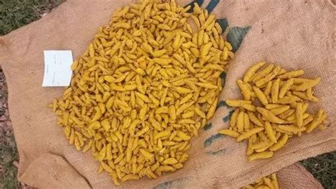 Mini Salem Turmeric Finger For Food Curcuma Longa At Rs 82 Kg In Chennai