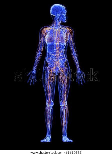 Female Anatomy Lymphatic System Stock Illustration 69690853