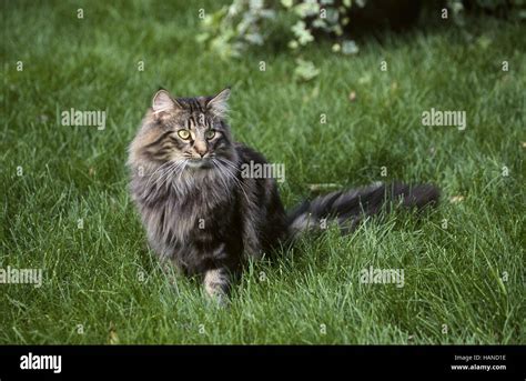 Norwegian Forest Cat Stock Photo Alamy