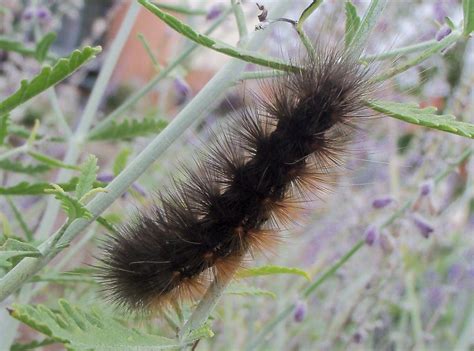 Saltmarsh Moth Caterpillar Estigmene Acrea Santee Ca Pr Flickr