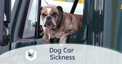 Dog Car Sickness Causes And Treatment Your Pet Insured