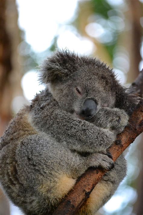 14 Best I Love Koala Bears Images On Pinterest Koala Bears Baby