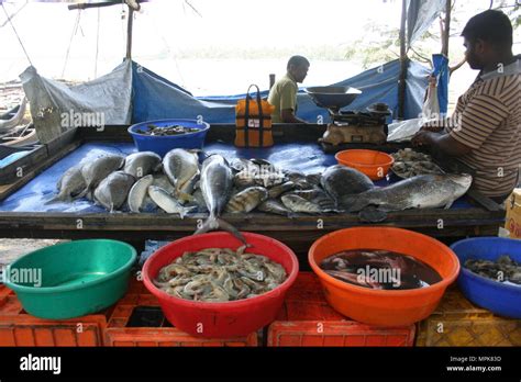 Fort Cochin Fish Market India Hi Res Stock Photography And Images Alamy