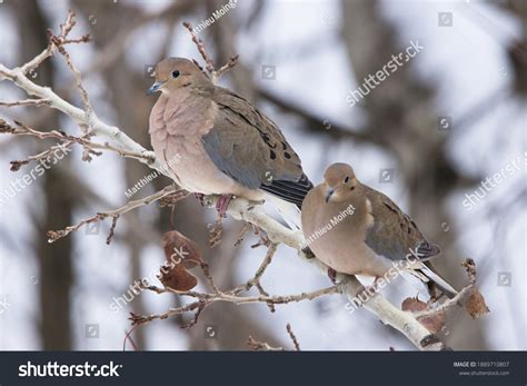 Couple Mourning Doves During Winter Stock Photo 1889710807 Shutterstock